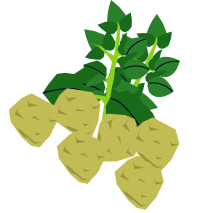 じゃがいも収穫キャンペーン